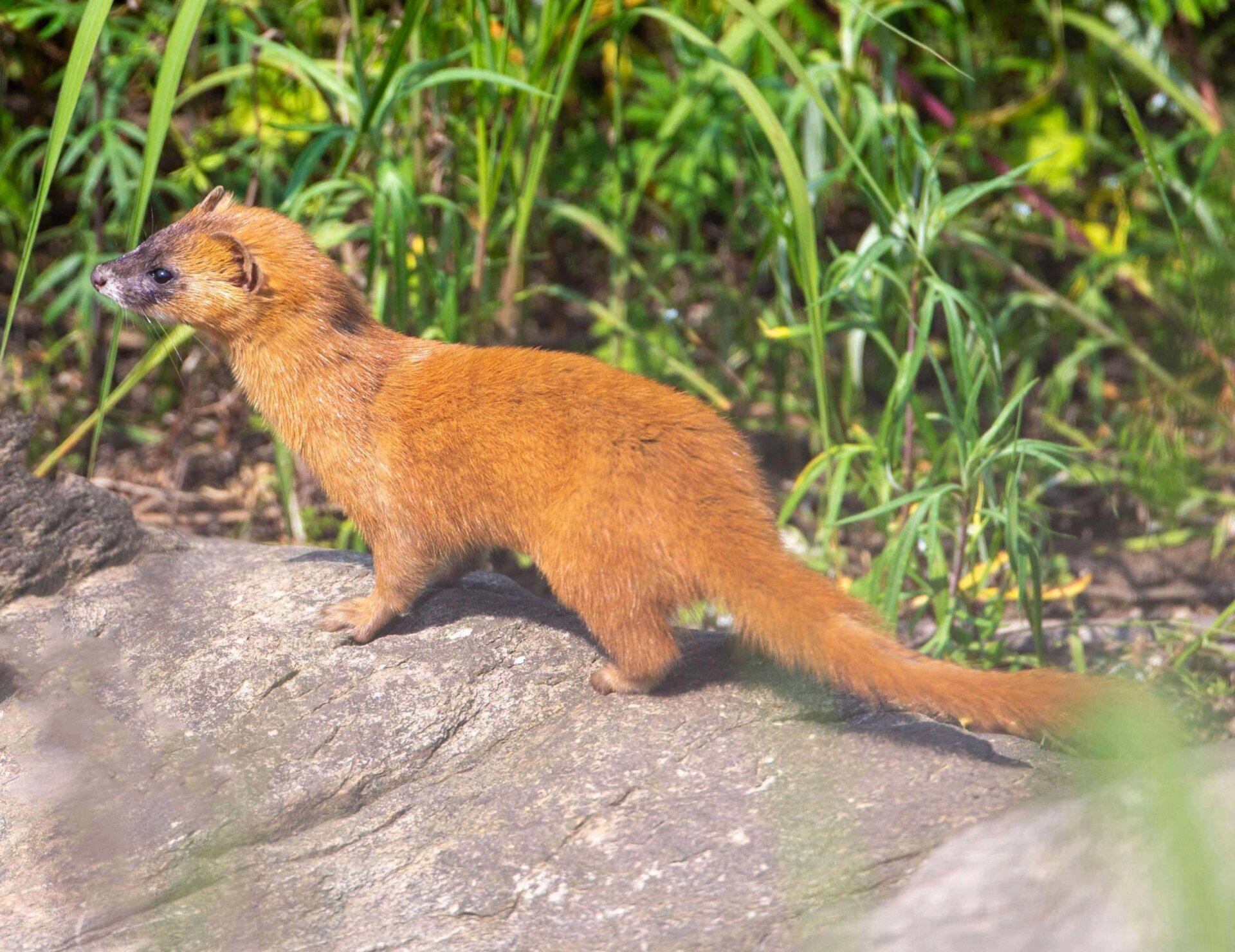 每天了解一种动物|黄鼠狼