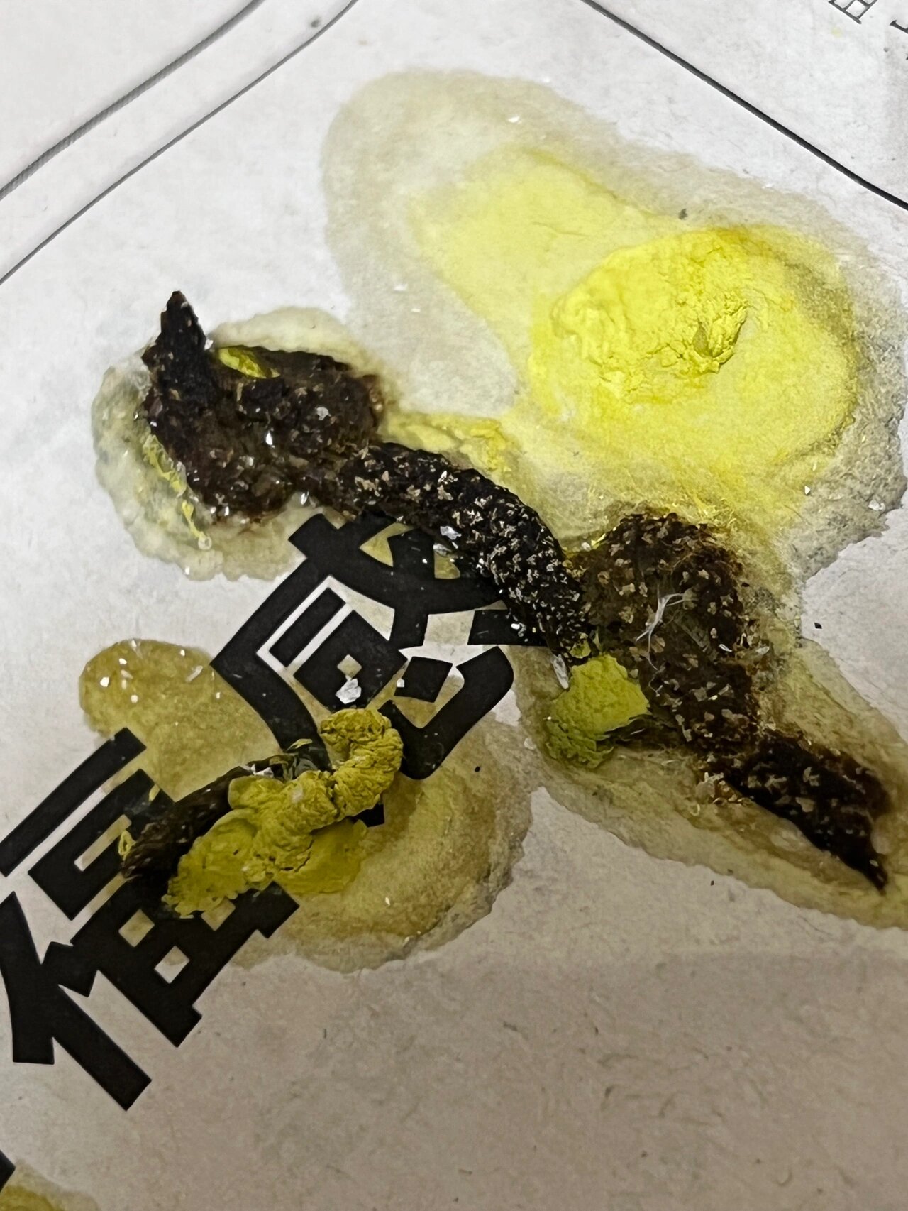 笼养玄凤拉这样的粑粑🚀🚀🚀