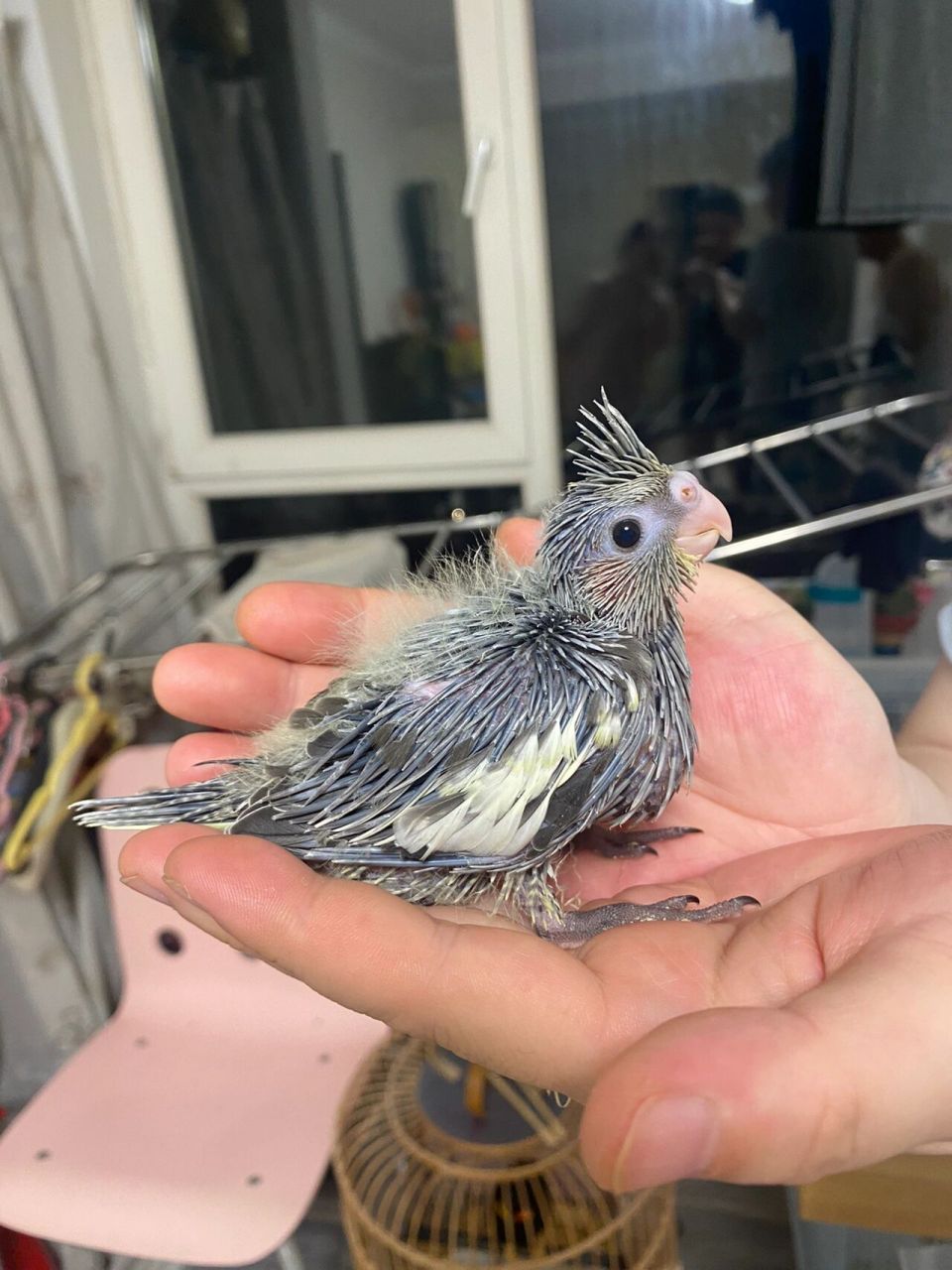 玄凤鹦鹉成长记今天已经20多天啦 嘻嘻嘻