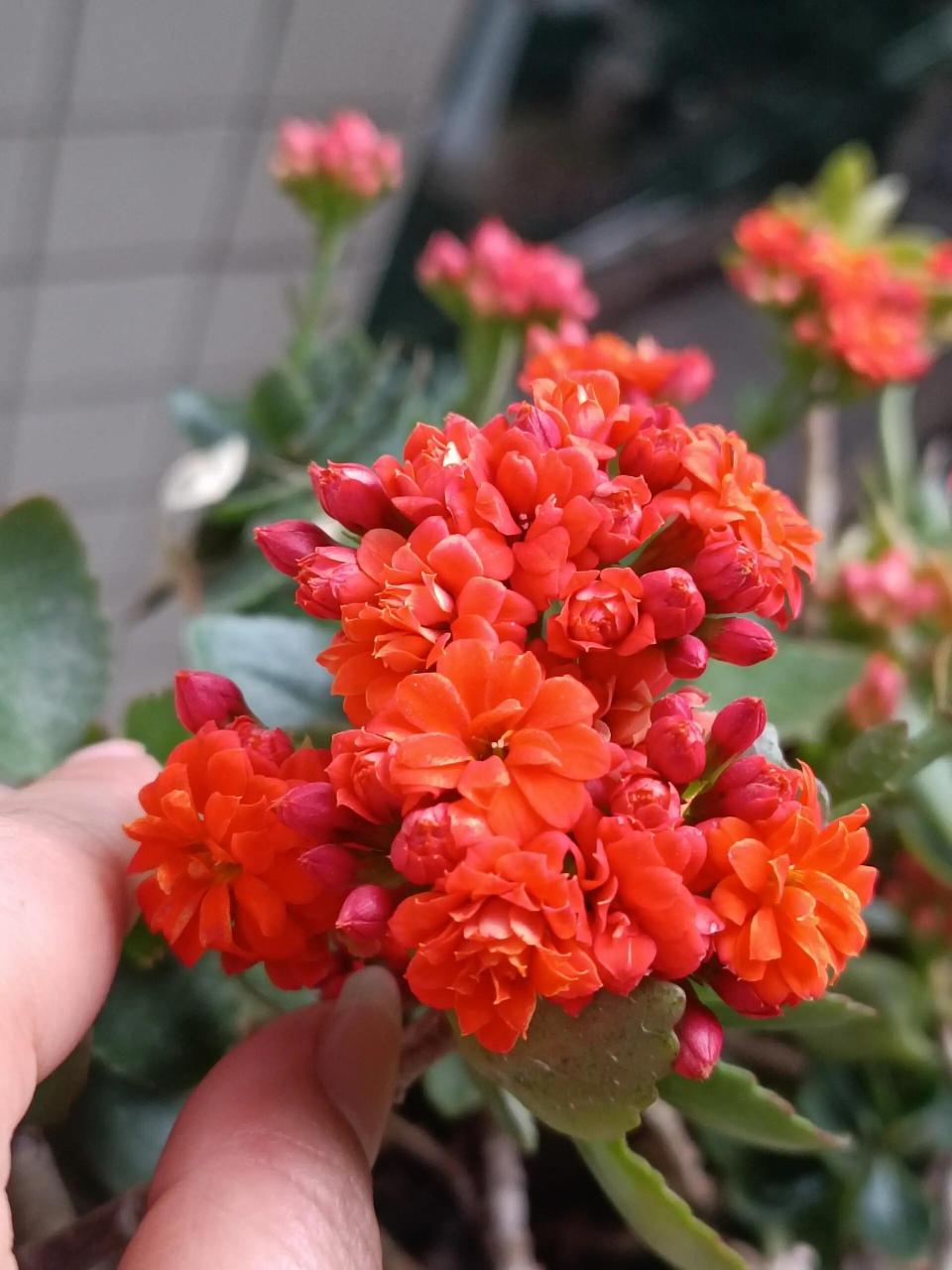 长寿花——赛欧 总是记不住她的名字,想成米欧,大约是花朵小的原因吧