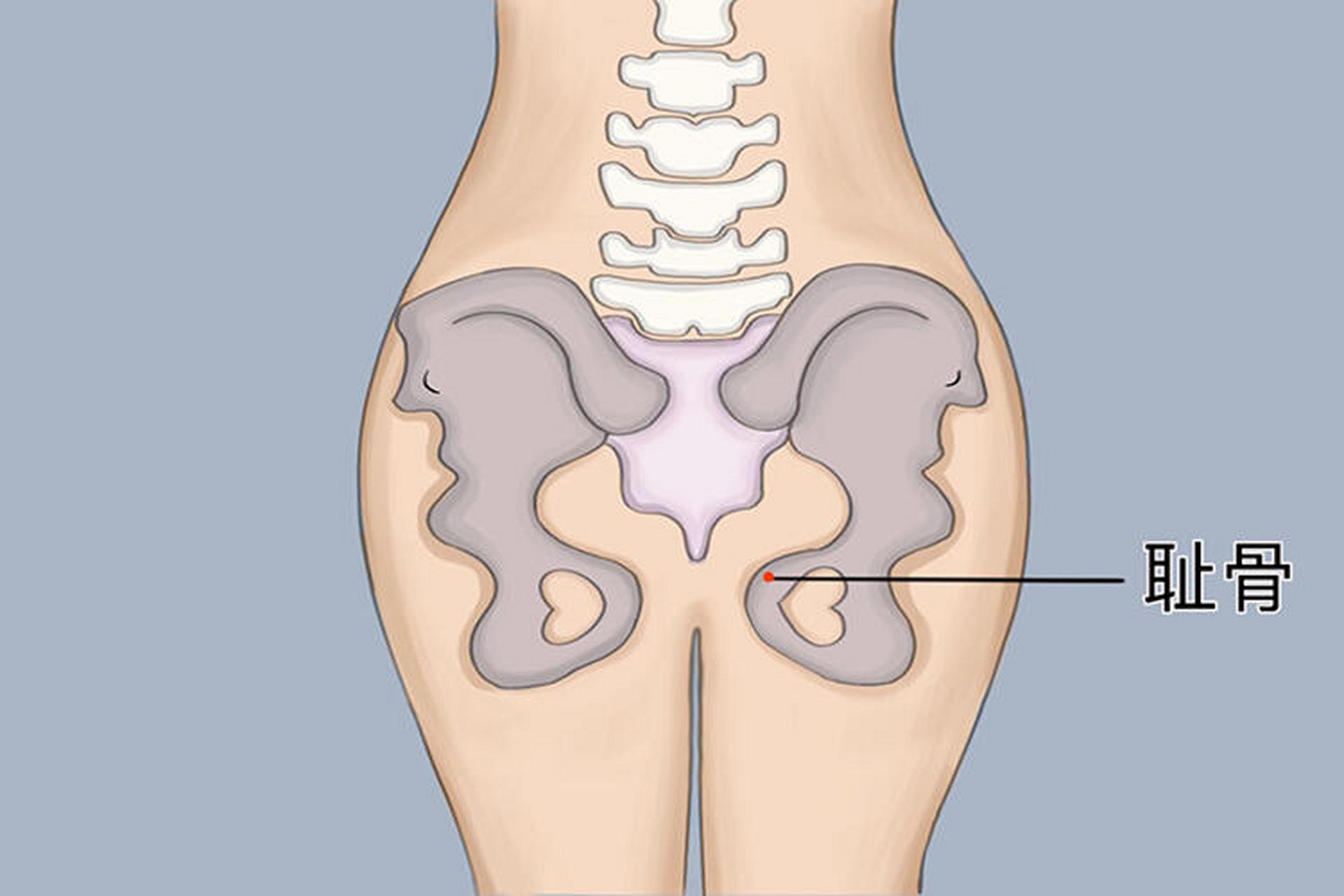 女性耻骨在哪个位置图图片