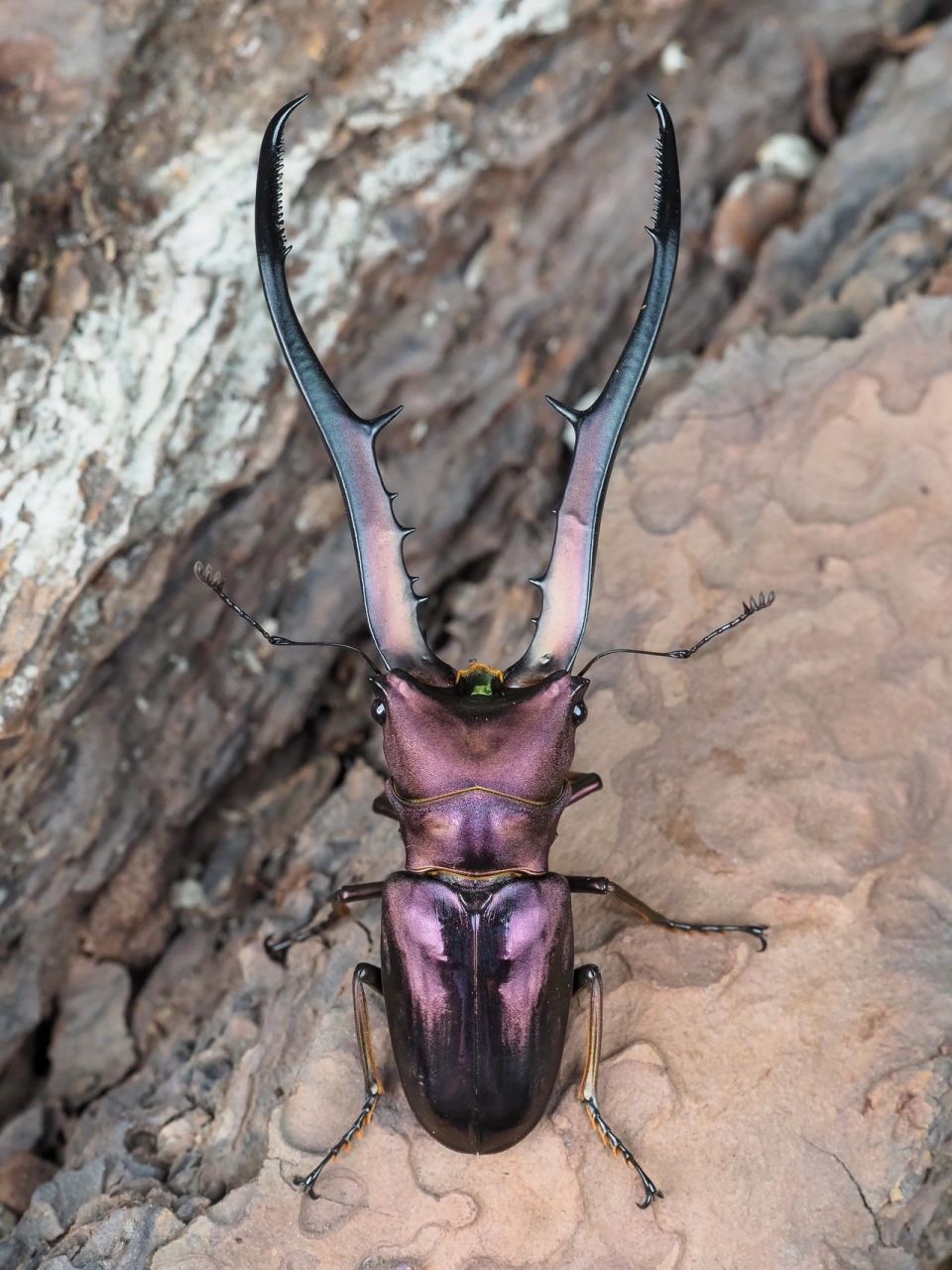 大家好,我是锤锤 一个生态摄影师,甲虫迷!