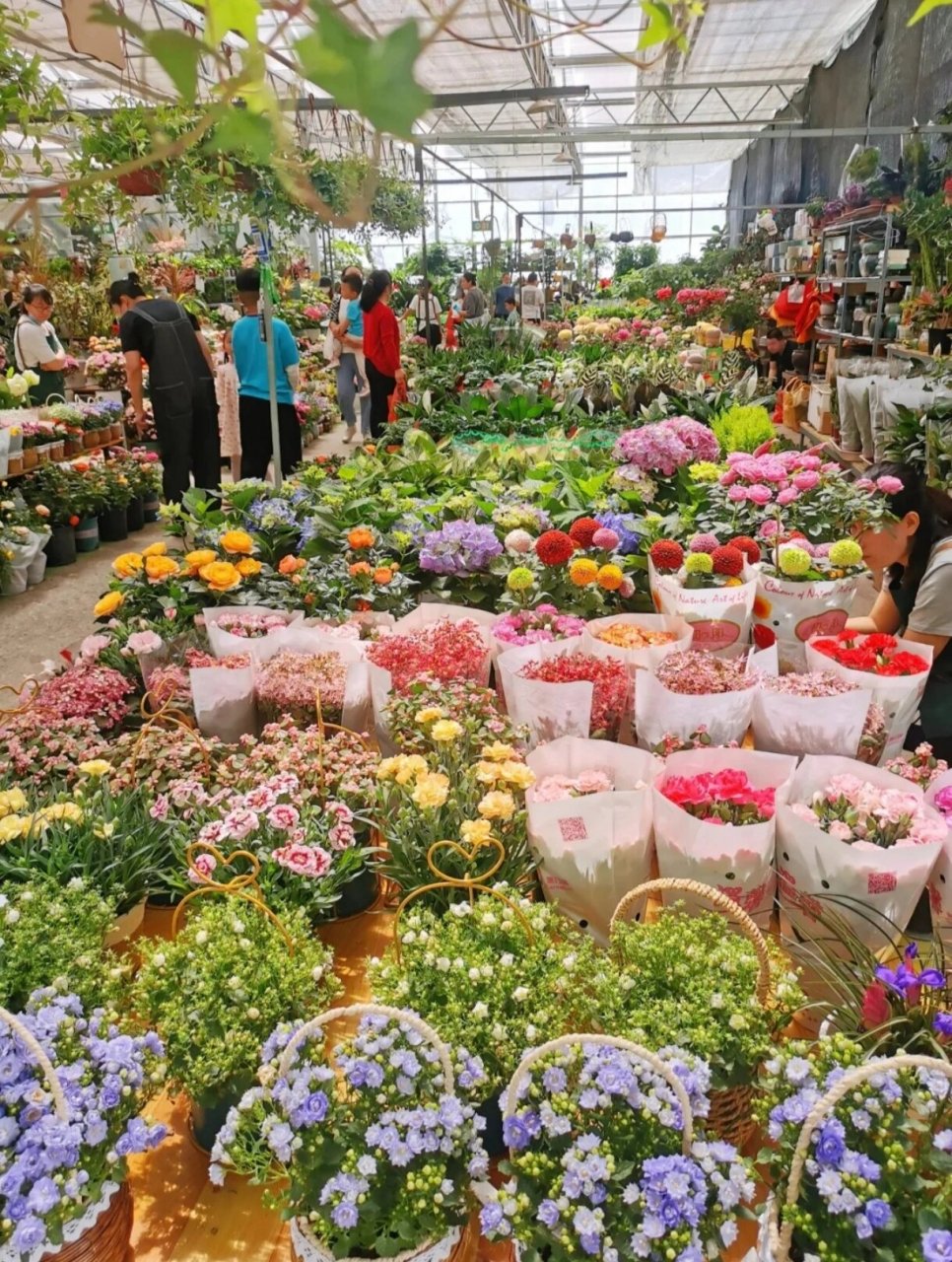 西安最大的花鸟鱼95市场3511 叁伍壹壹花市鱼市 西安3511花鸟市场