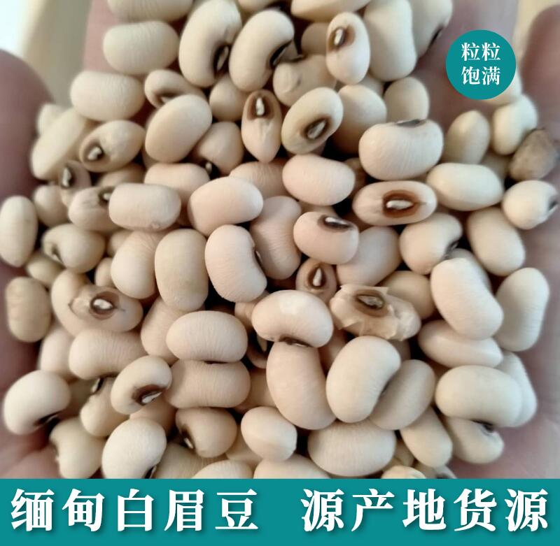 缅甸白眉豆 眉豆就是扁豆,它也被称为爬豆,饭豇豆,米豆,饭豆,甘豆,白