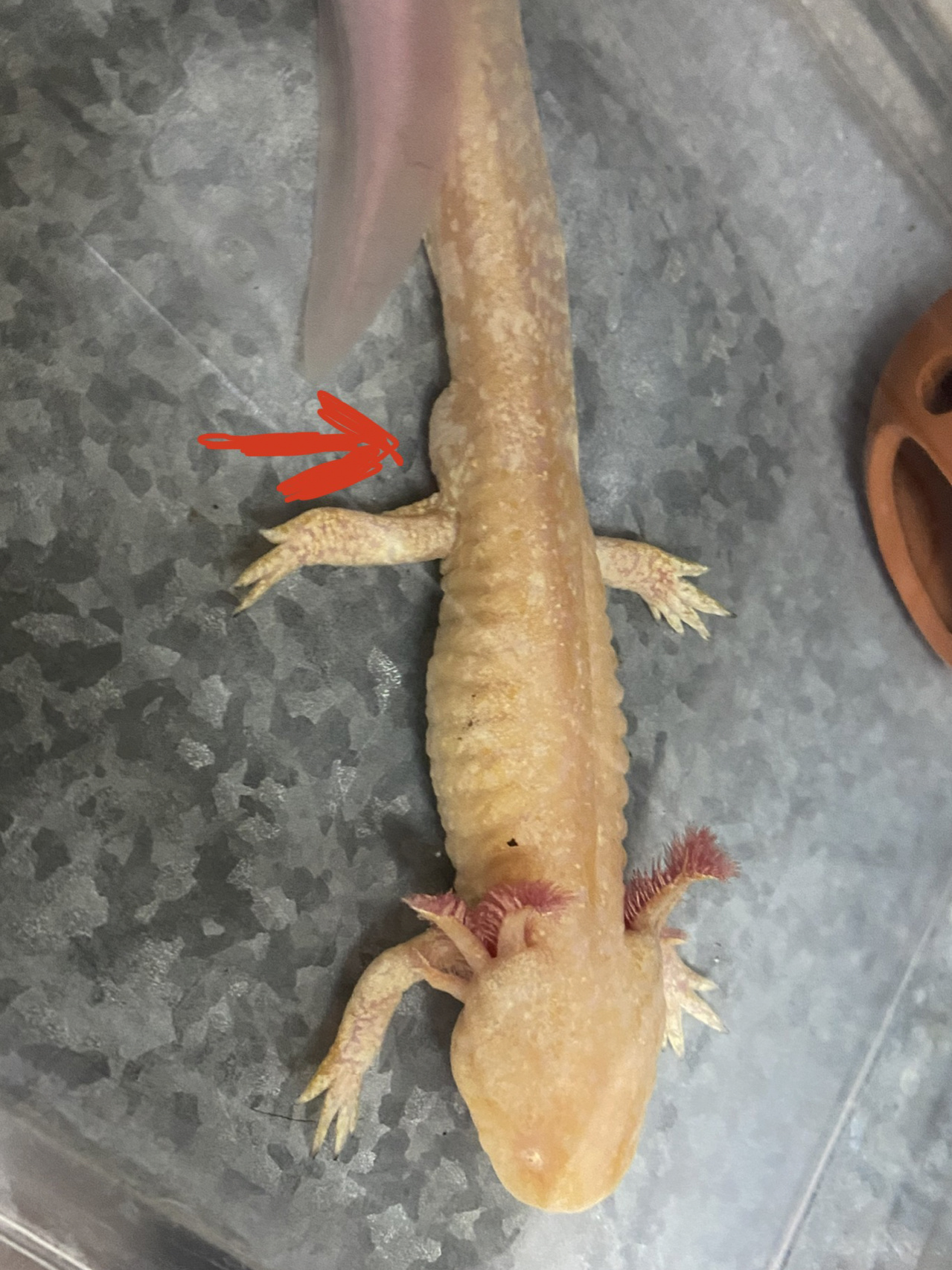 六角恐龙鱼如何区分公母