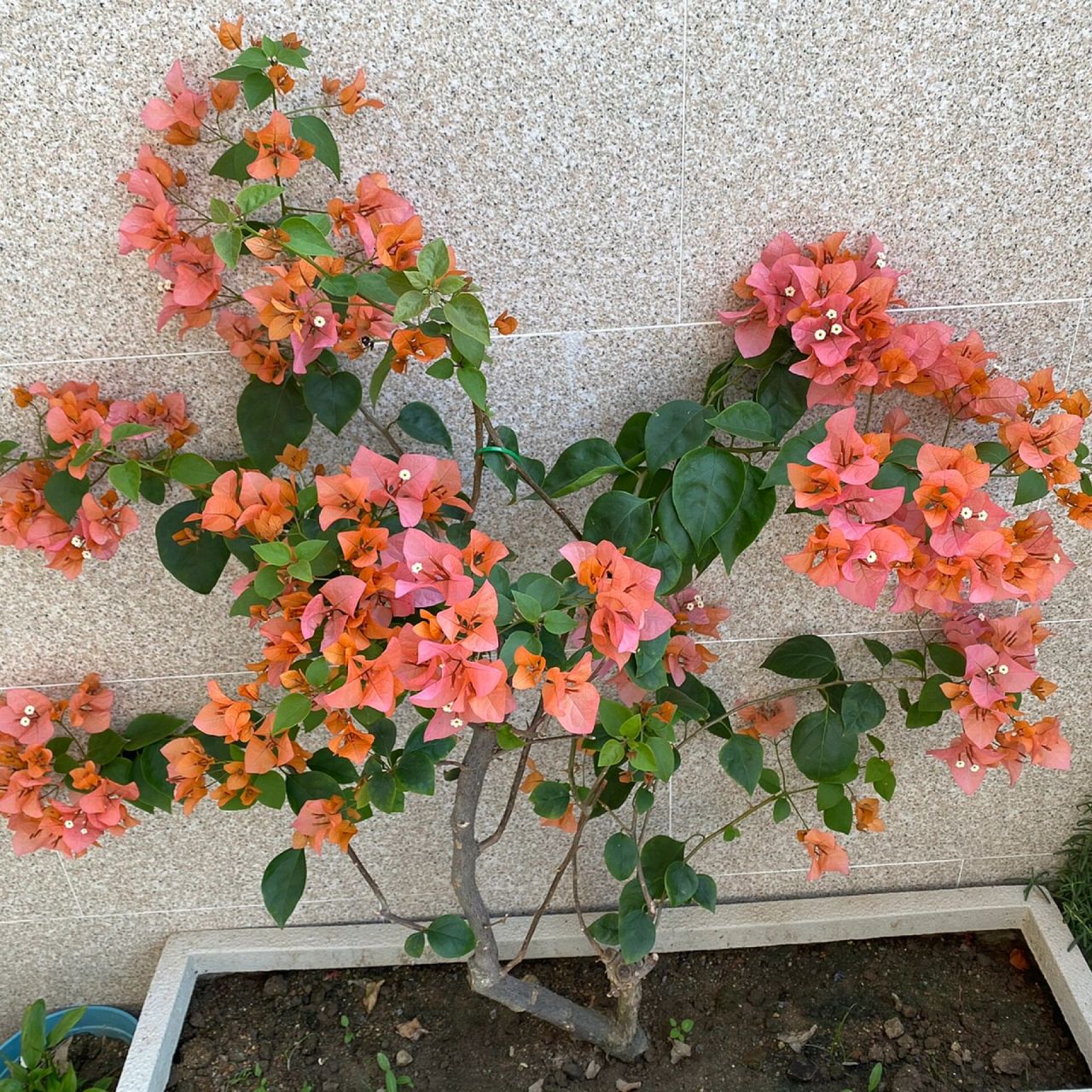 三角梅波伊斯玫瑰 波妹修剪了后一周就出花蕾了 花色从橙色逐渐变成粉