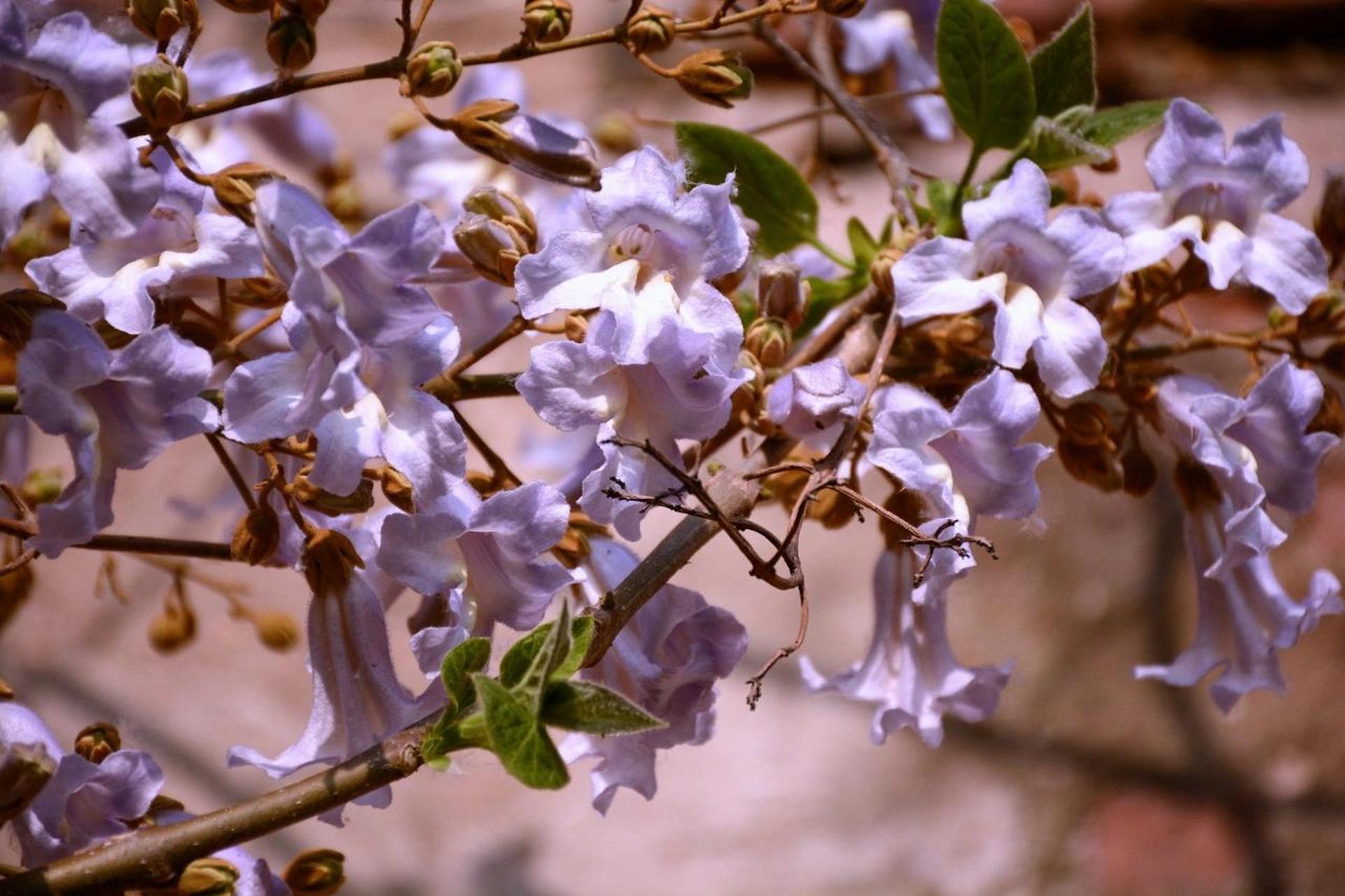 梧桐(泡桐)花高清图片 年少是夕阳,张扬的弥漫天边,青春是黄昏,落幕中