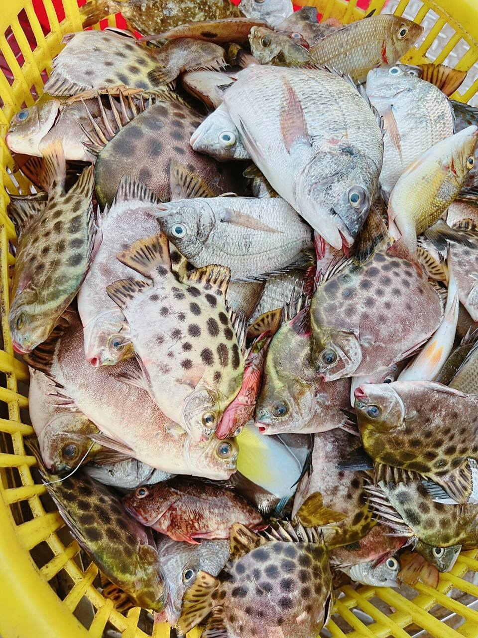 野生杂鱼,非常鲜嫩 天然海鱼(杂鱼)96,无任何添加保鲜剂,可以煲汤鲜