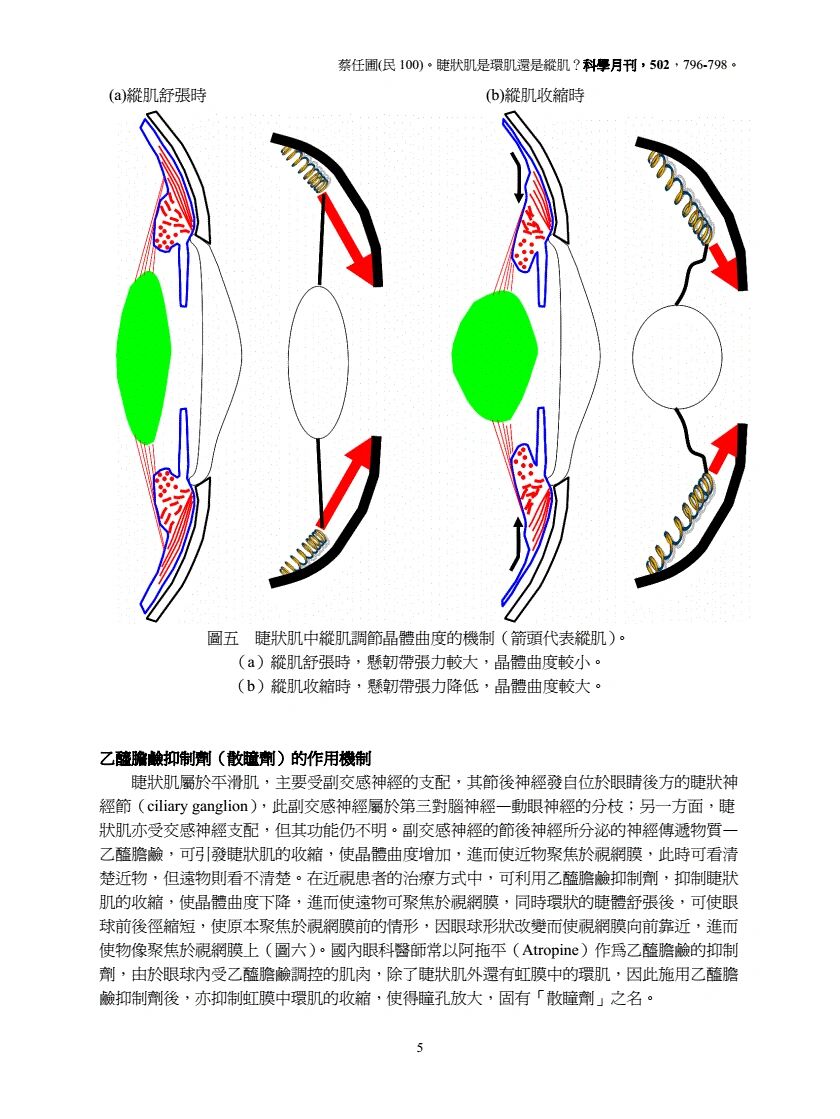 睫状体睫状肌图片