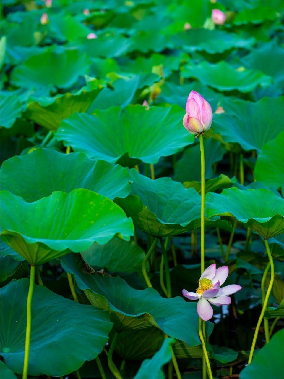 94济南东部百亩荷塘,荷花盛开 77地址:章丘区白云湖湿地公园 06