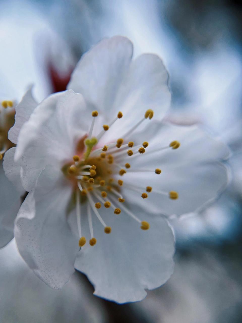 樱花和樱桃花图片