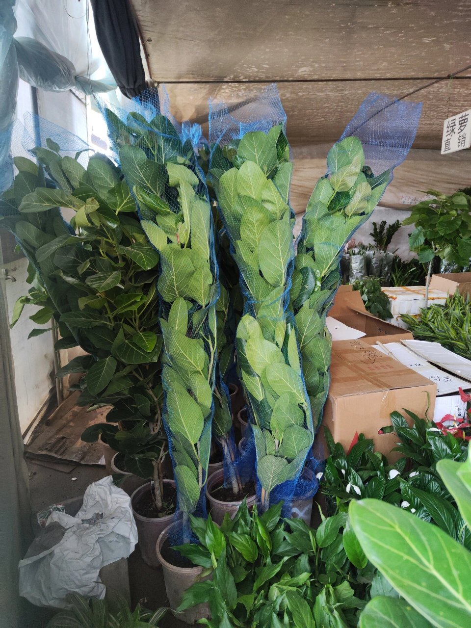 网红植物孟加拉榕树 网红植物孟加拉榕树到货,批发价零售欢迎比价