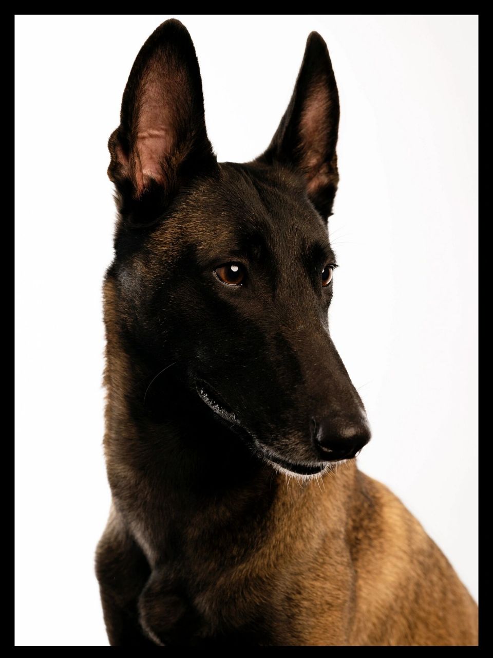 马犬可以有多帅   英姿只是我的外表,睿智才是我的内在.