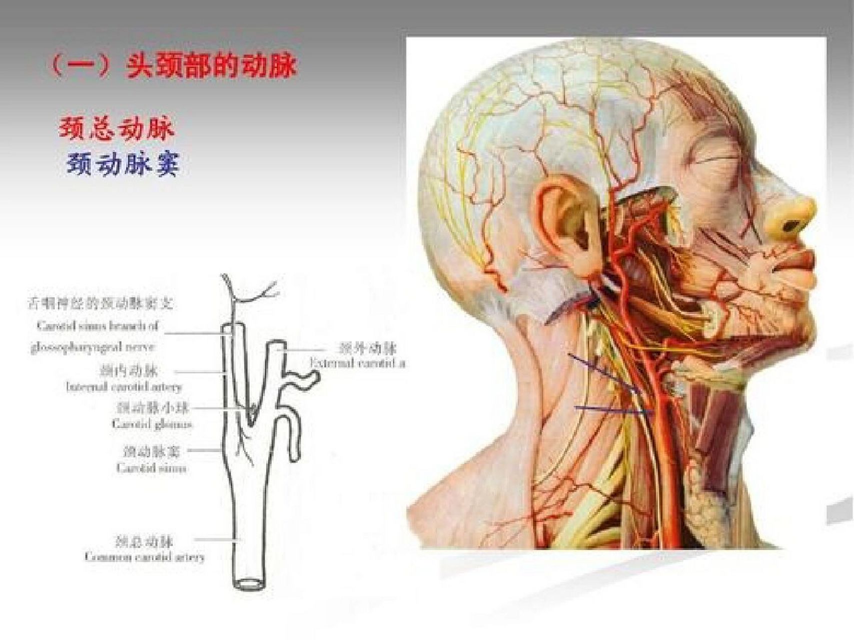 颈总动脉窦部结构图图片