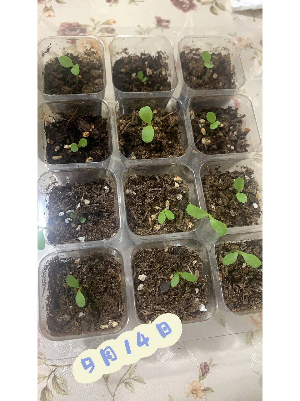 记录苦菊成长