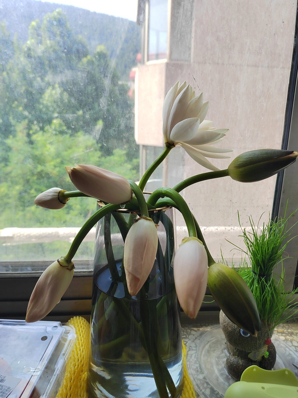 睡莲都耷拉下来了怎么救01 为什么要这样对我 第一天晚上他们都开了