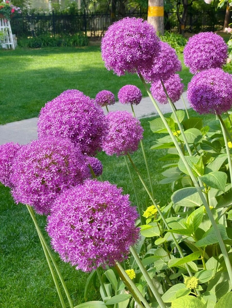 花境植物第96弹——大花葱 大花葱是百合科,葱属多年生球根花卉,根