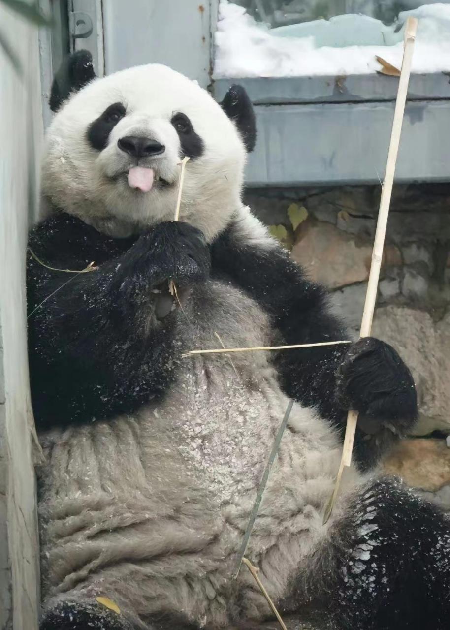 大熊猫萌兰这天有点飘,它闷头干饭,无视妹妹在它身后讨吃的  这天早上