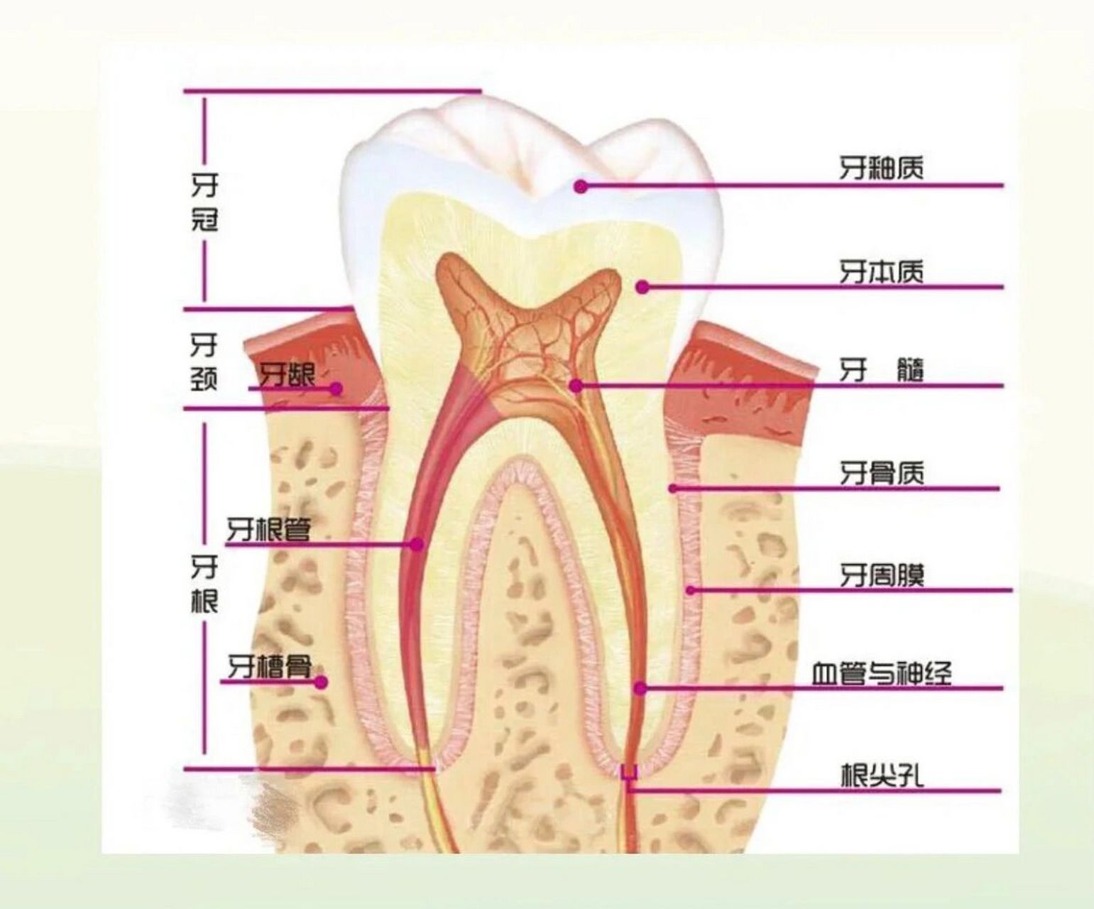 牙床解剖图图片