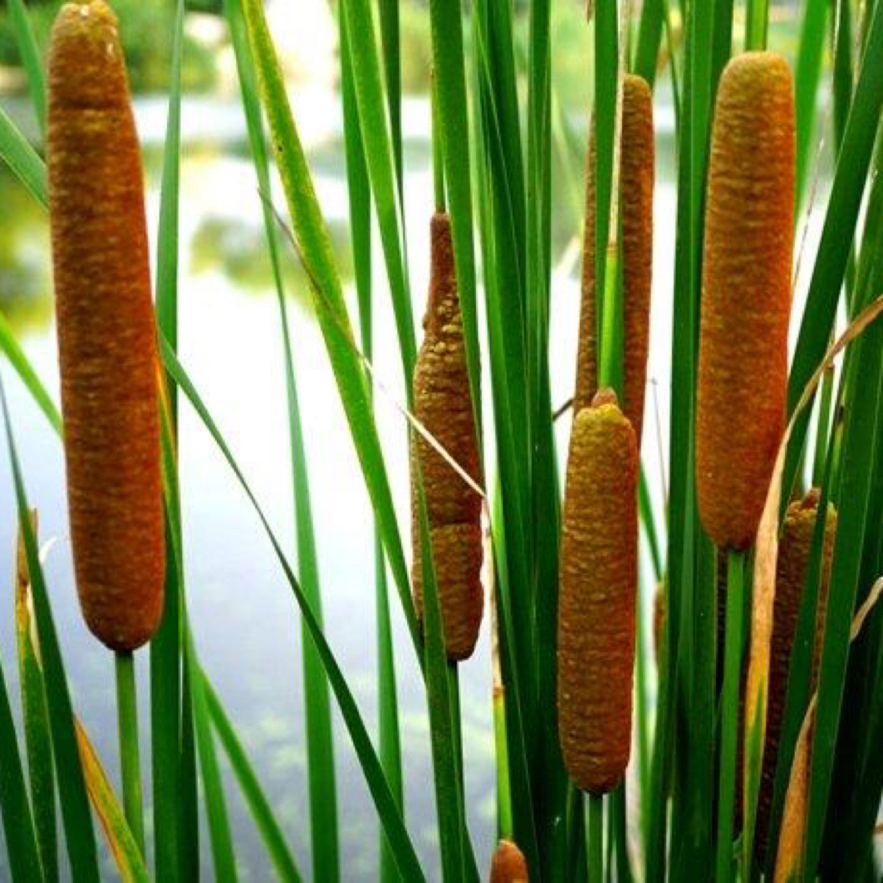 每日一花|水烛 水烛:又名蒲草和水蜡烛.