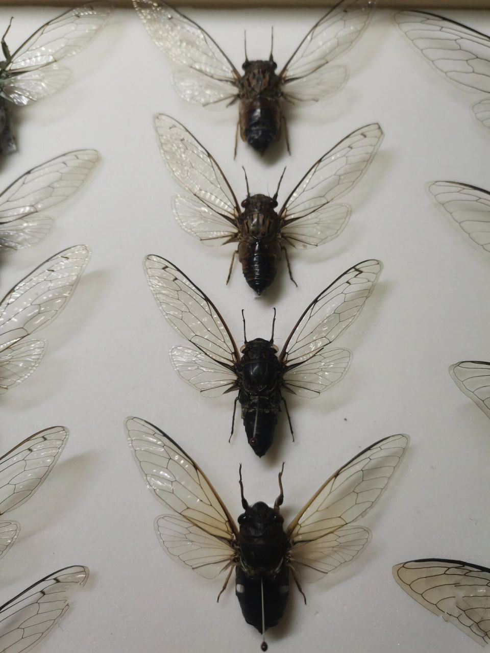 一组小蝉依次为:蒙古寒蝉,松寒蝉,松寒蝉陕西中瓣变种,克伦毗瓣蝉,狭