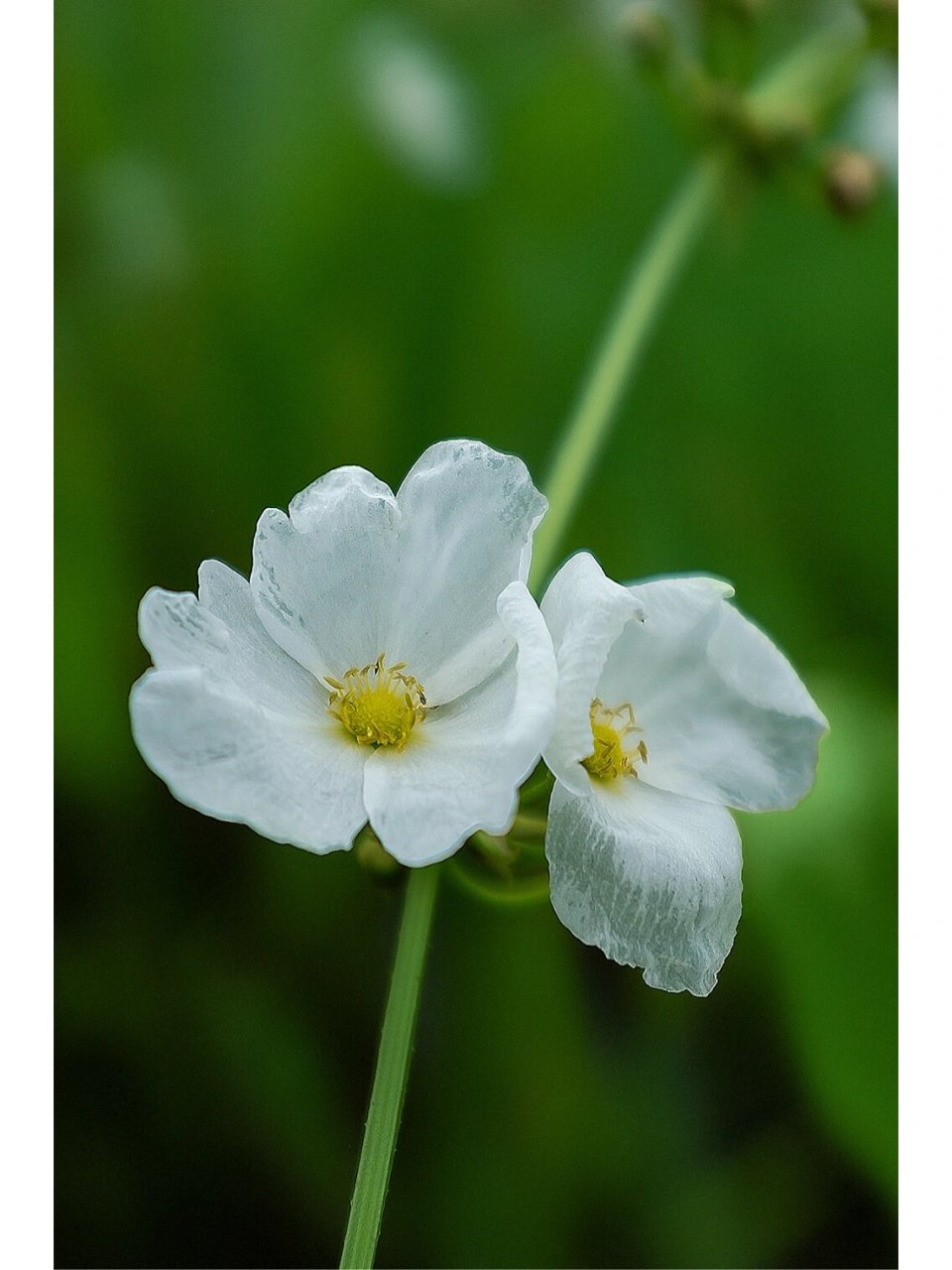 是泽泻科,泽泻属植物,多年生水生或沼生草本.块茎直径1-3.