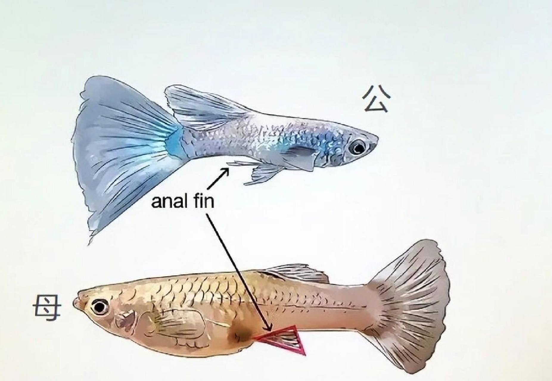孔雀鱼辨别公母图解