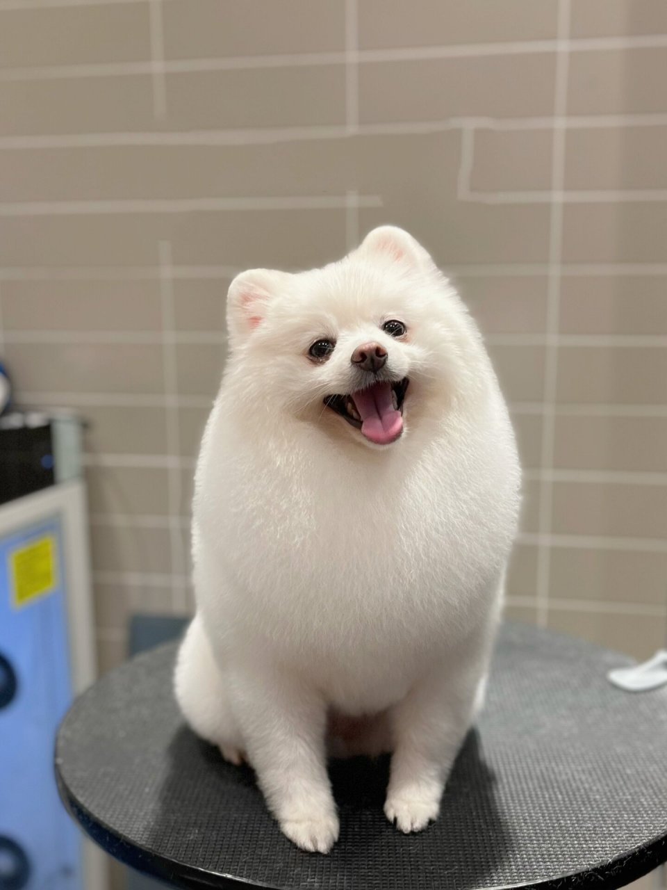 博美造型合集 博美真的好爱笑 除了一二两位大哥