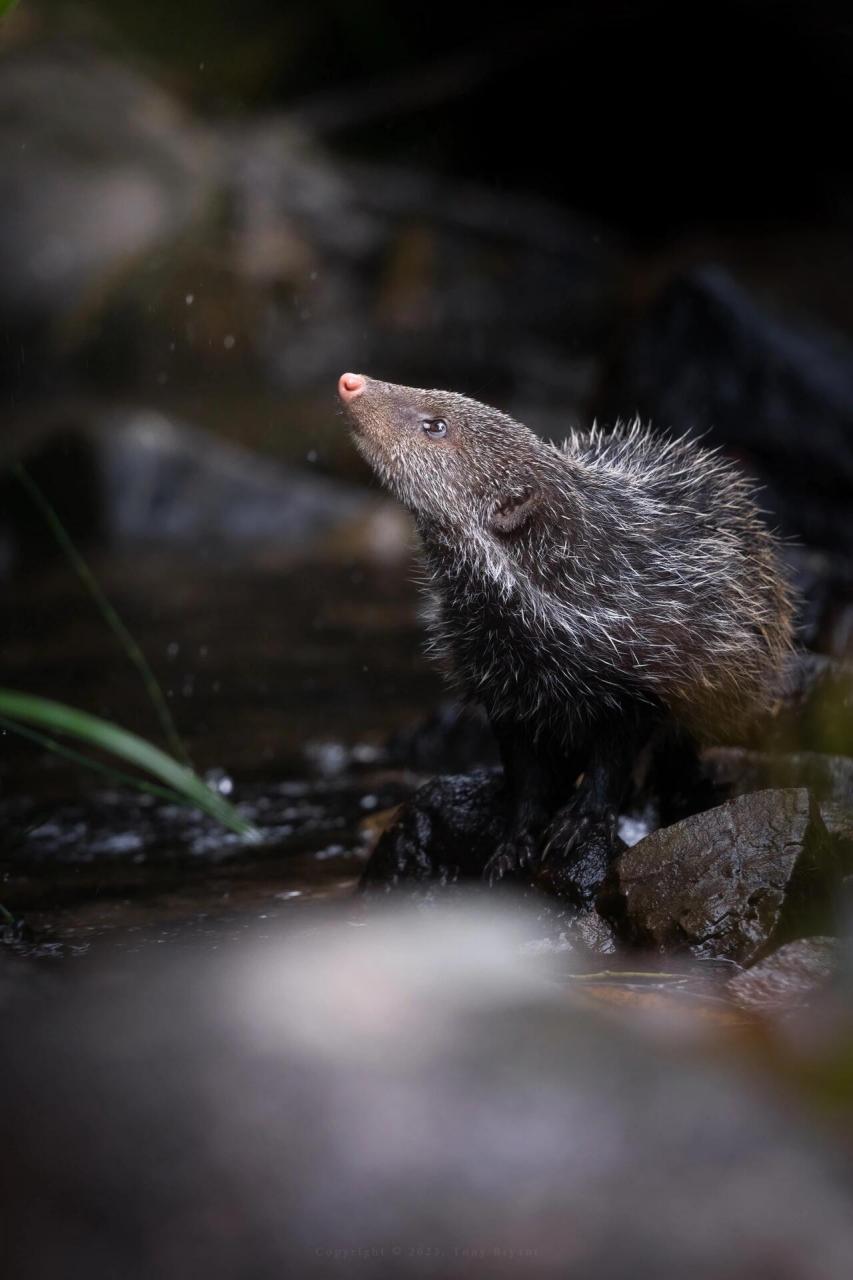 湿漉漉的粉鼻头,像猫又像獾的"棕蓑猫" 食蟹獴 crab02eating02