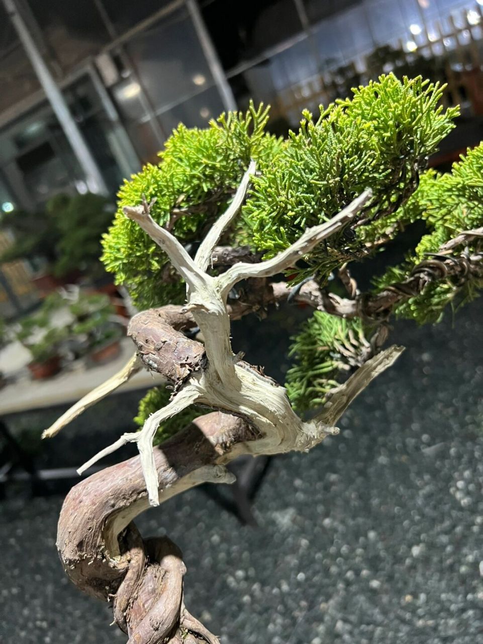 黄金系鱼川真柏