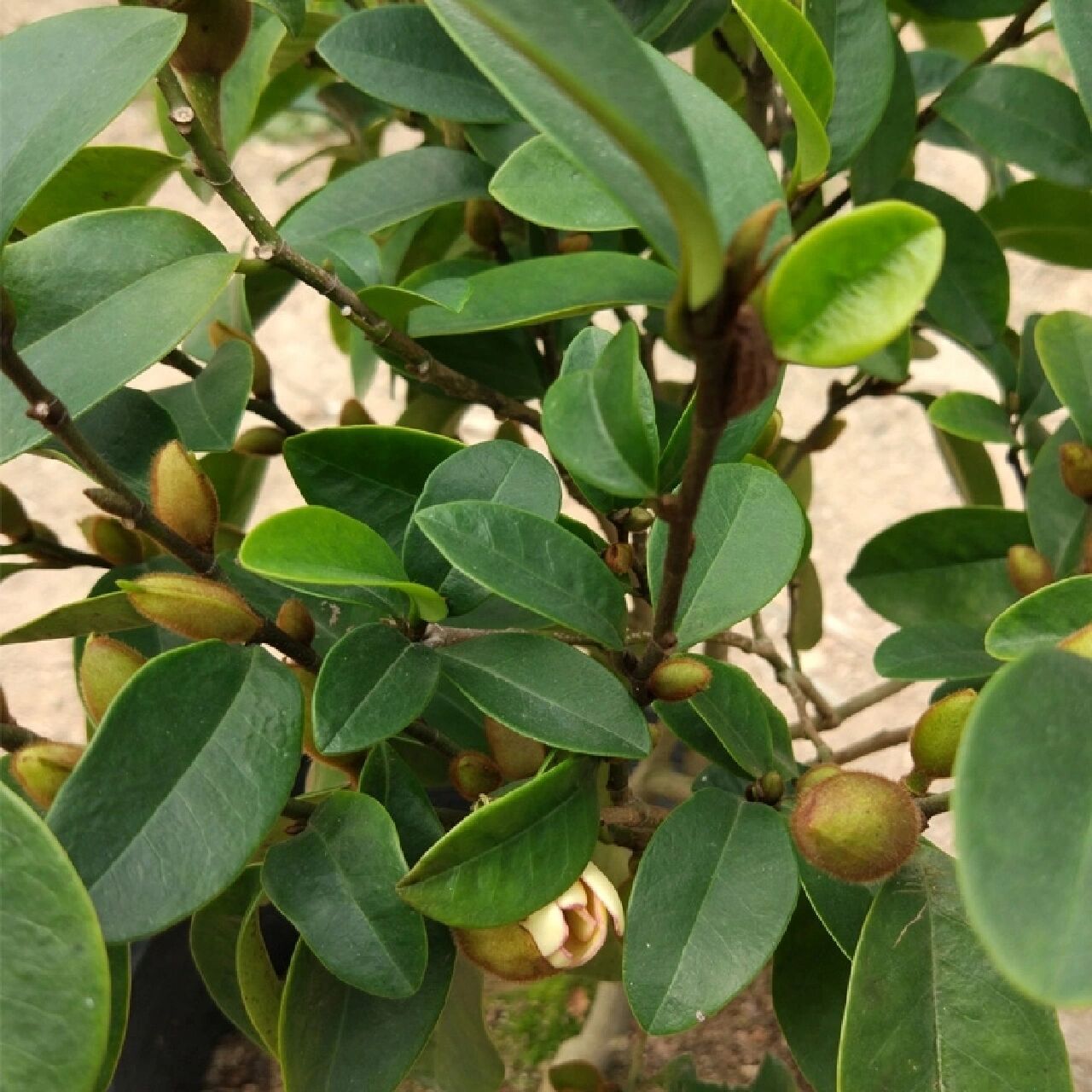 花境植物第223弹——含笑花 含笑花是木兰科含笑属常绿灌木,高2-3米