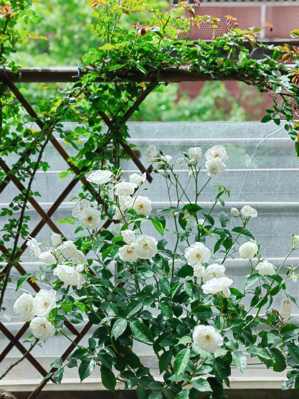 直立冰山月季 仙到每天都想给它拍照