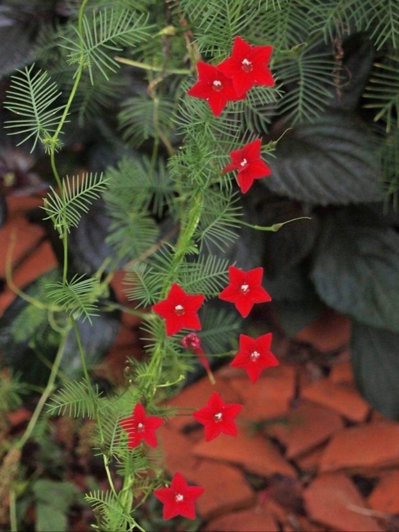 8月10日·茑萝松【365天·一天一朵生辰花】