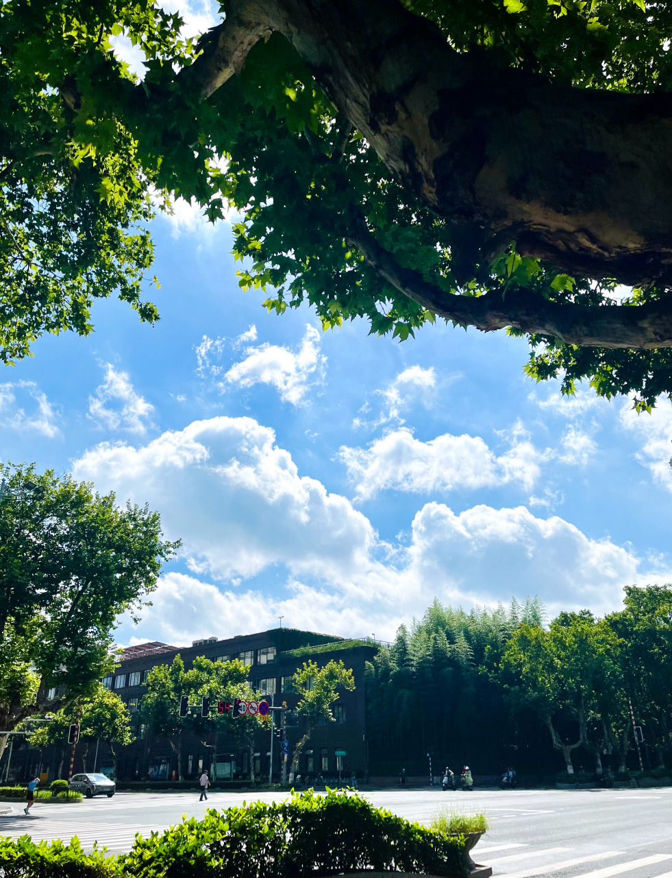 南京,昨天的蓝天白云vs今天的暴雨疾风.#台风杜苏芮