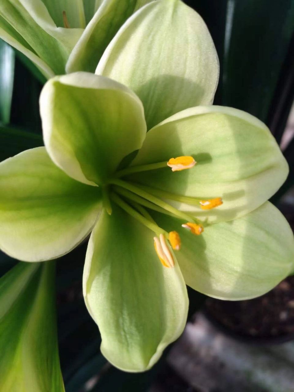 君子兰绿花 翡翠绿色君子兰