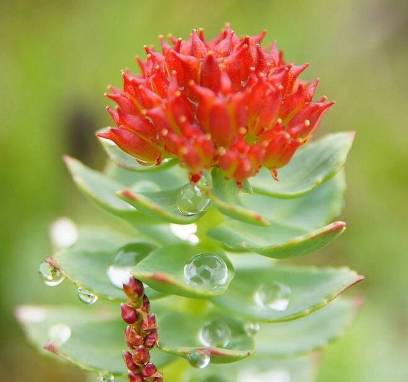 本草纲目—红景天 中药材红景天是一味补虚药 用药部位:为景天科植物