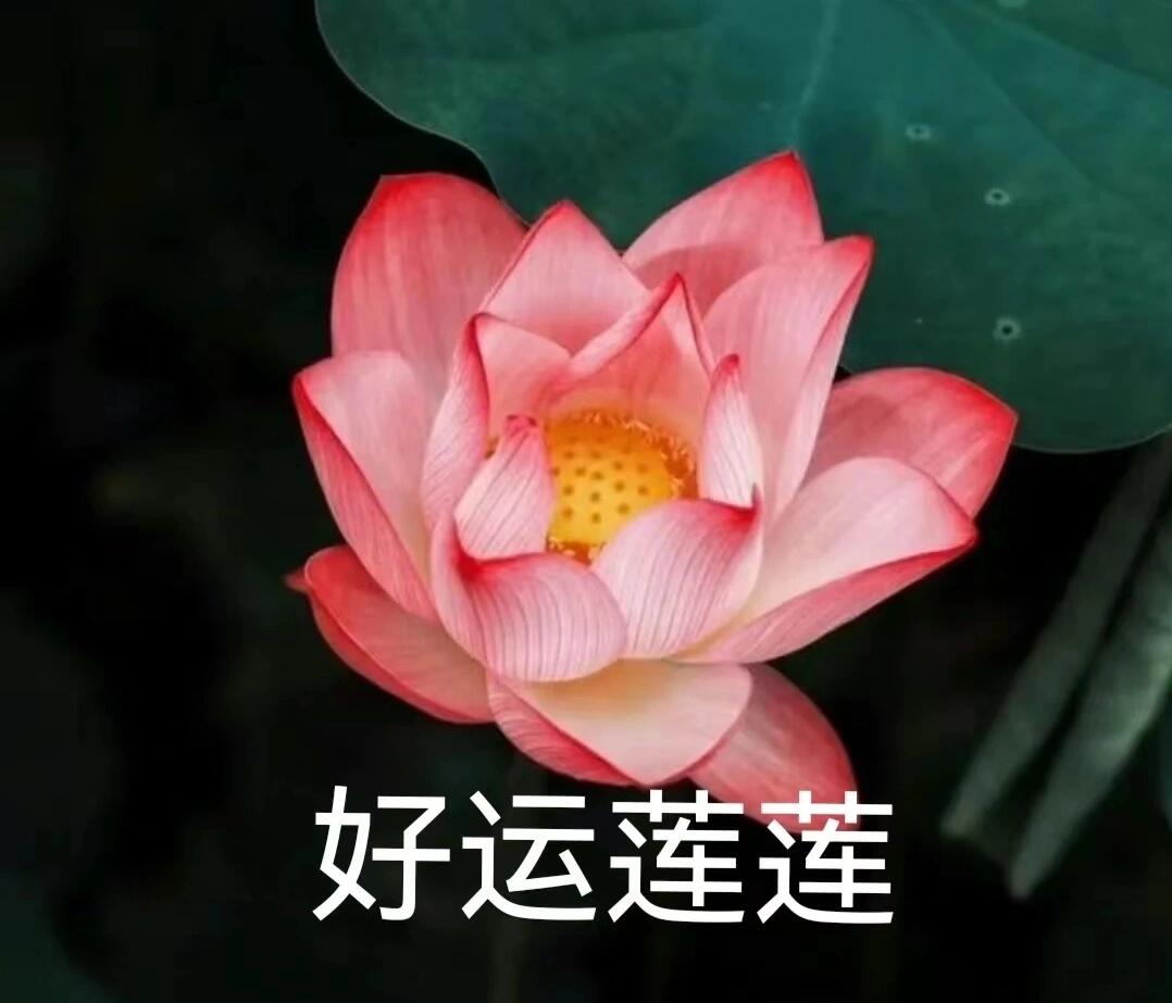 花开富贵头像王图片