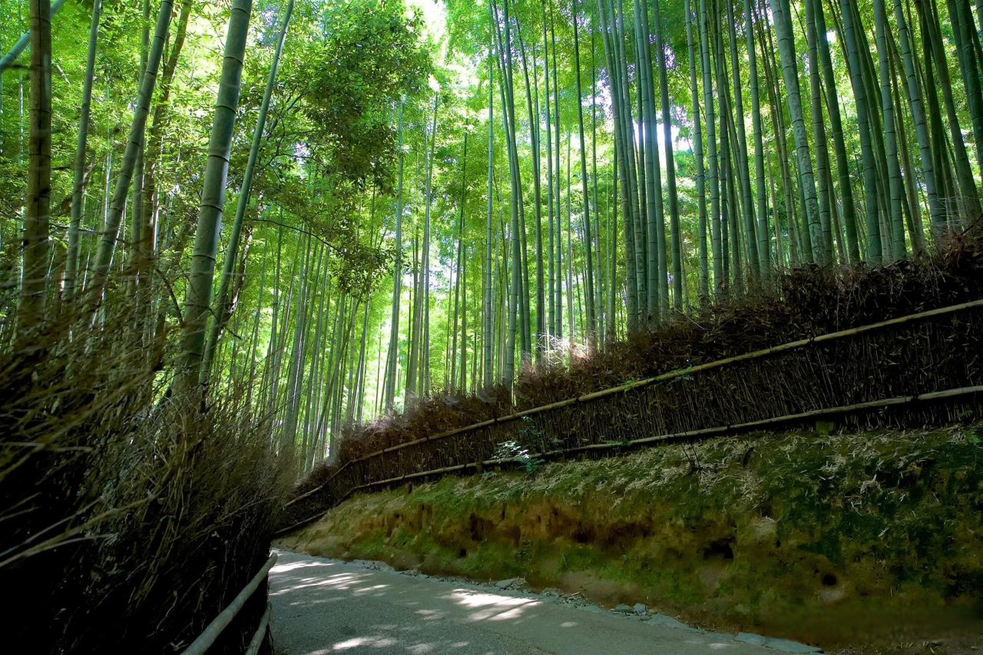 日本岚山图片