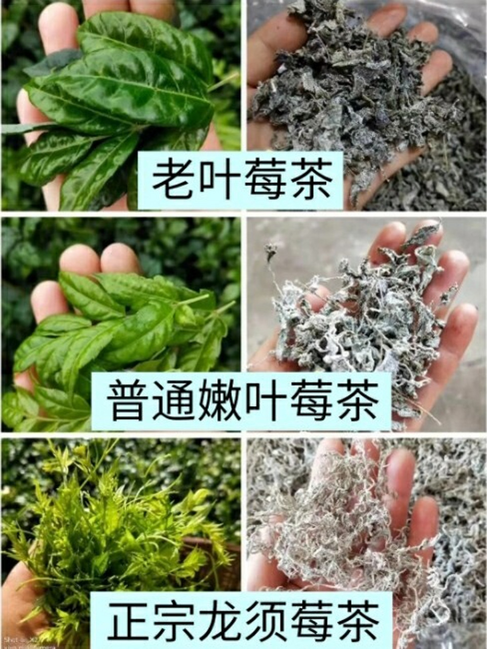 莓茶真假辨别图片图片