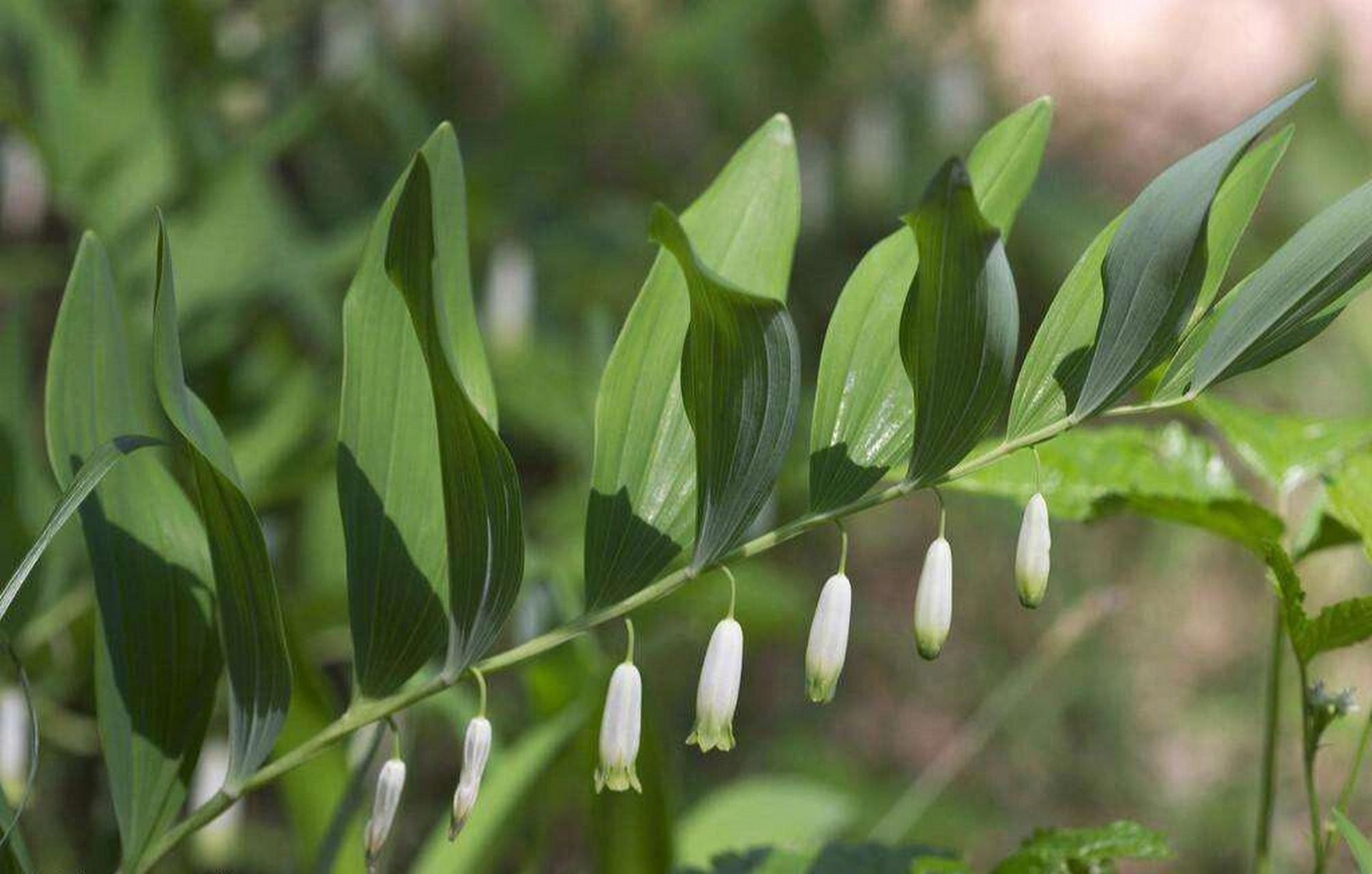 每日认识一味中药——玉竹 【药用部位】百合科植物玉竹的干燥块茎