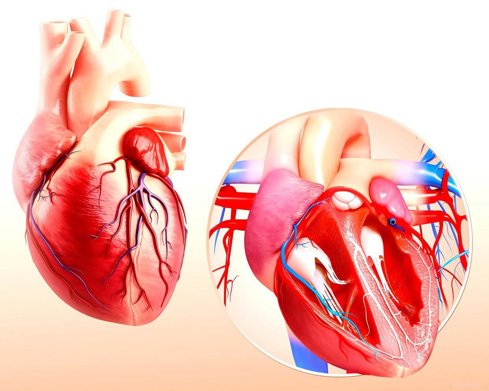 心脏瓣膜位置示意图图片