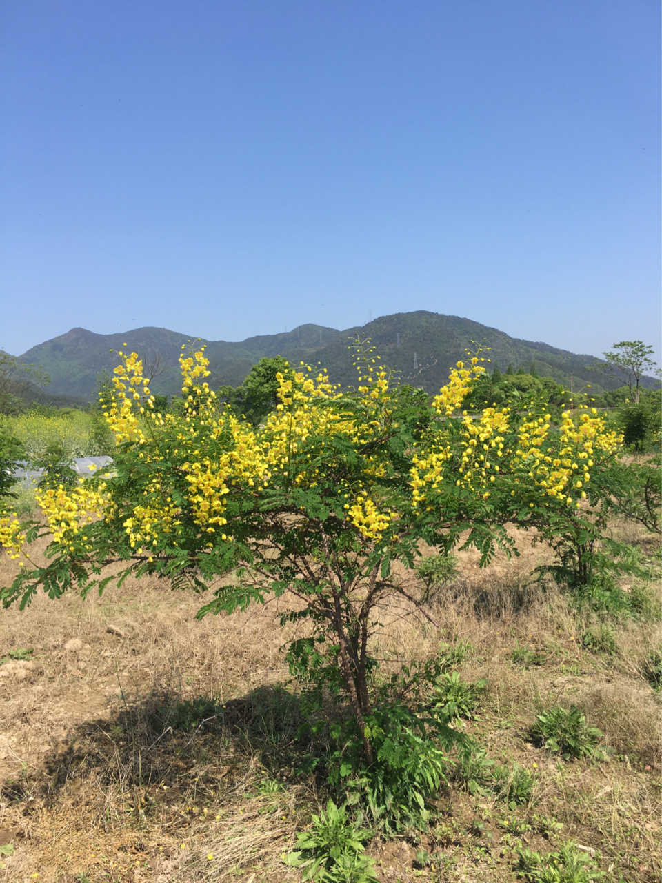 云实树蛀虫 云实树蛀虫,也叫斗米虫,稻谷虫,倒督皇郎虫