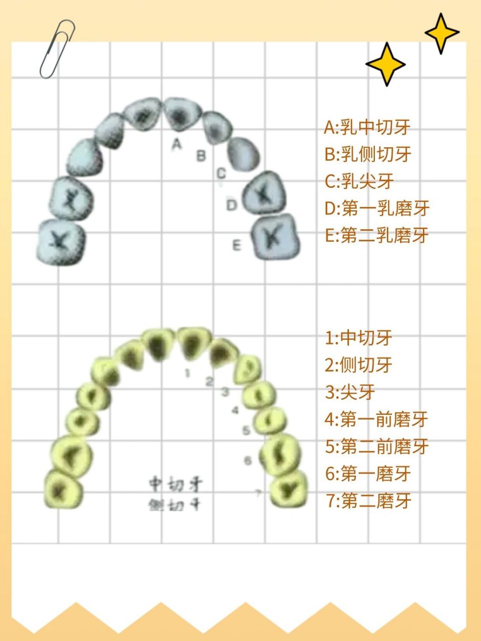 乳牙有20颗,恒牙有28