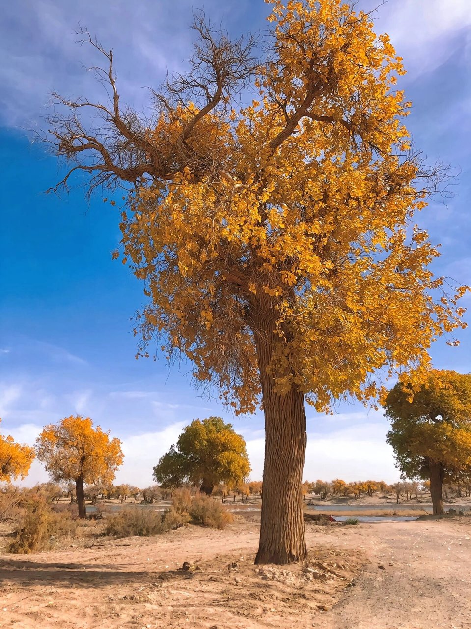 金塔胡杨林位甘肃酒泉市,被誉为中国最美的杨林之一.