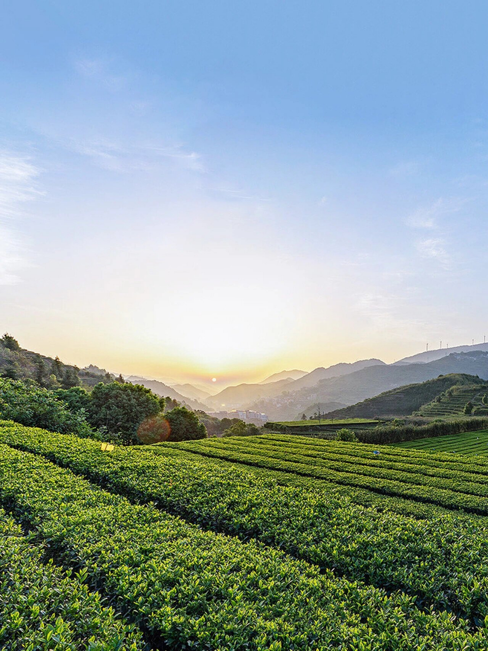 安溪铁观音山庄全景图图片