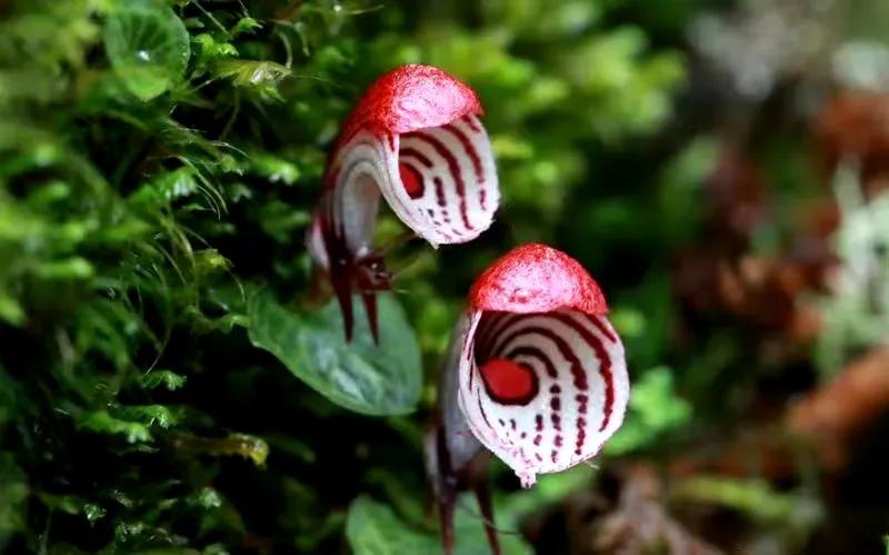 厘米级濒危植物大理铠兰在文山马关开花】 近日,文山壮族苗族自治州