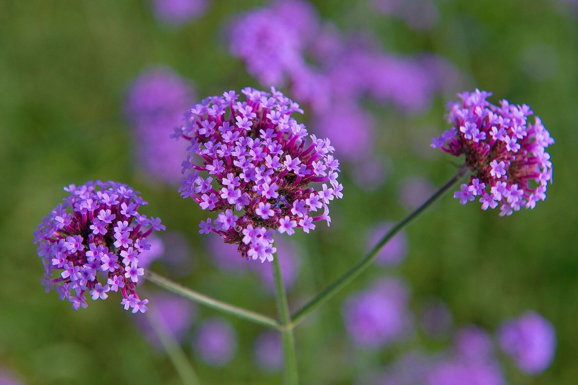 柳叶马鞭草 09 柳叶马鞭草(学名:verbena bonariensis l)是马鞭草科