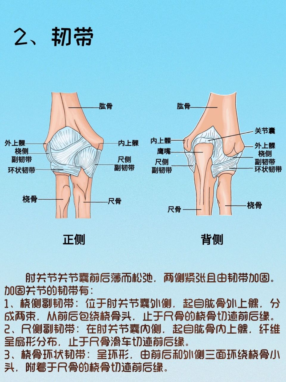 手肘位置图片