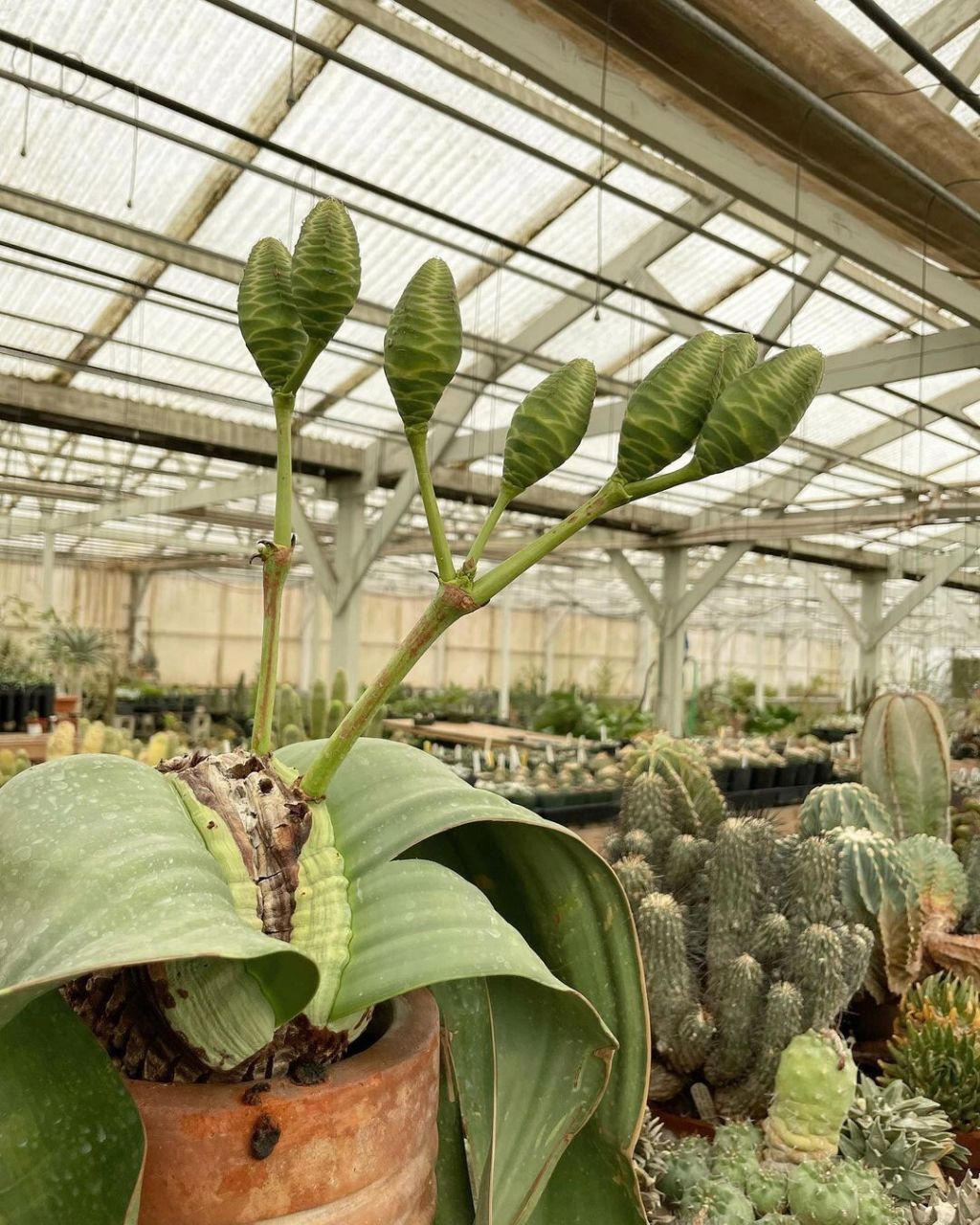 百岁兰植物 百岁兰 (welwitschia mirabilis) 寿命可达2000年.