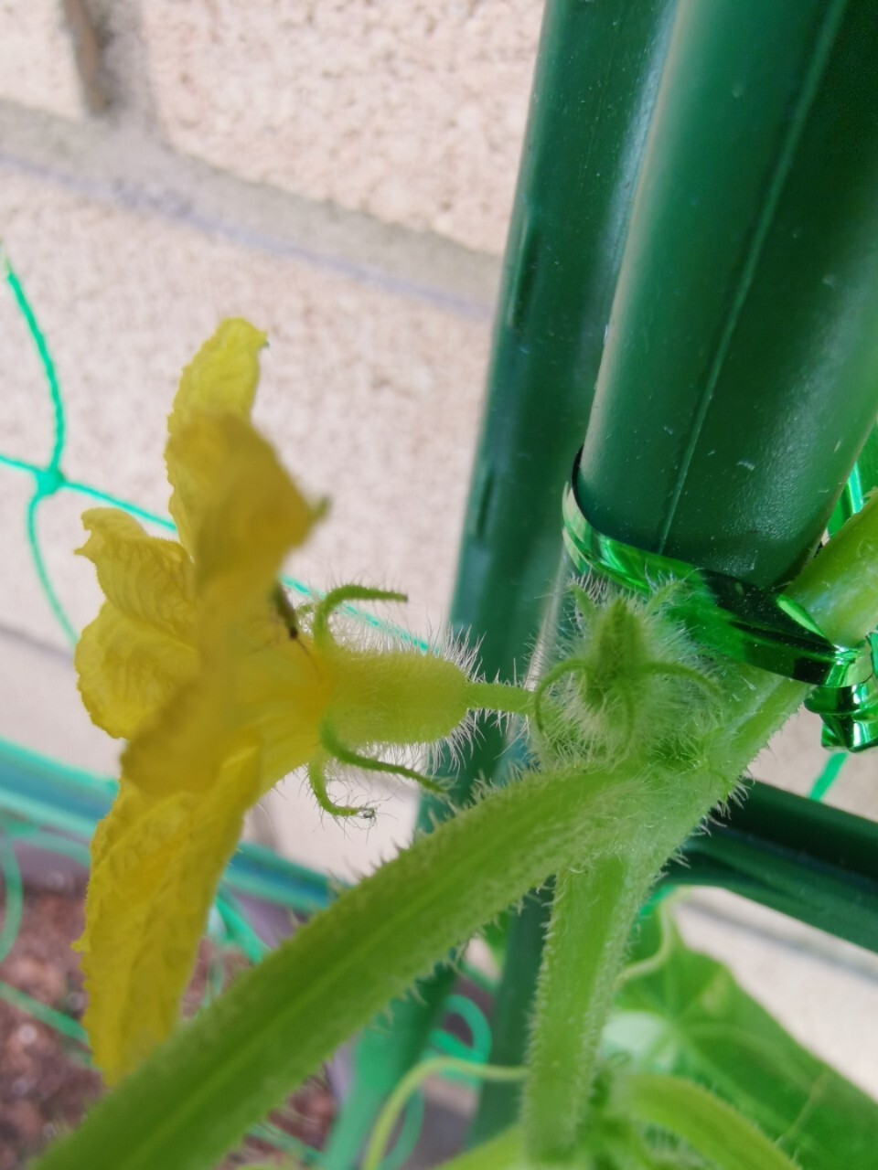 这个黄瓜花是雌花还是雄花啊? 最先开的几朵